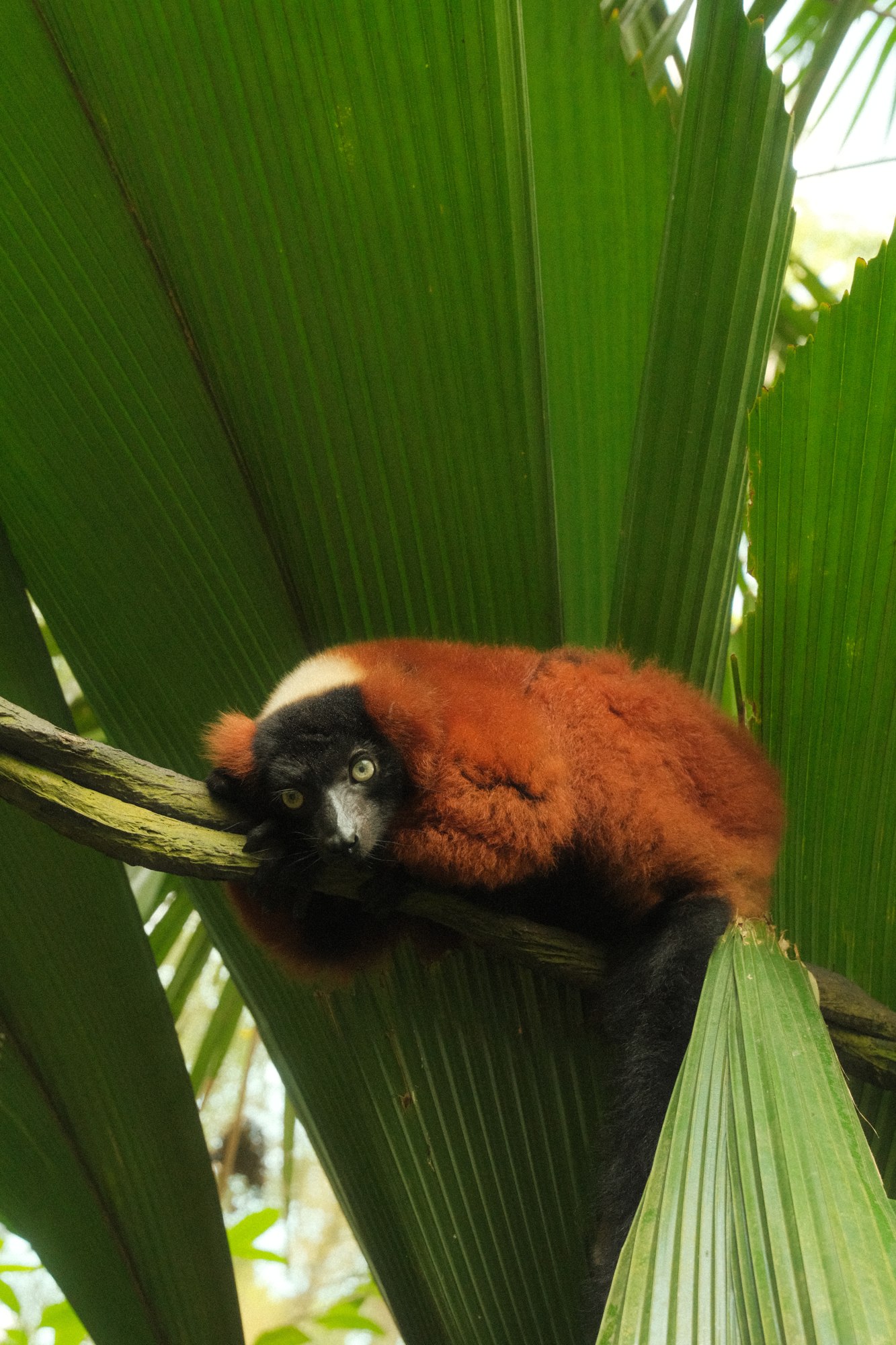 A red panda resting among green leaves