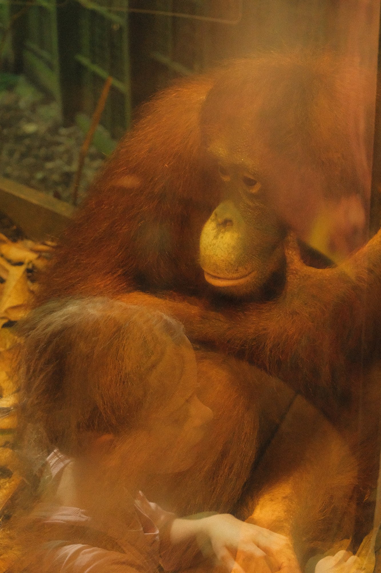 An orangutan resting in warm light