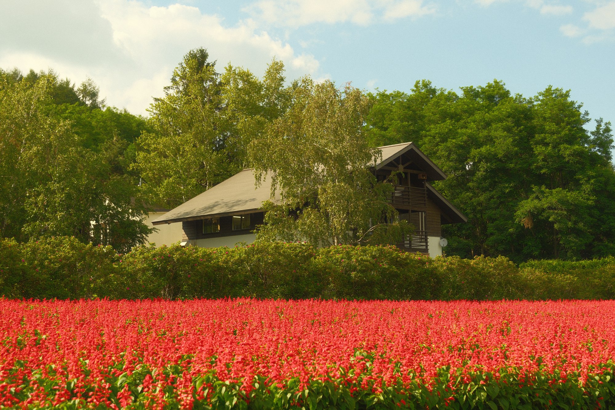 A red flower field and a rural house