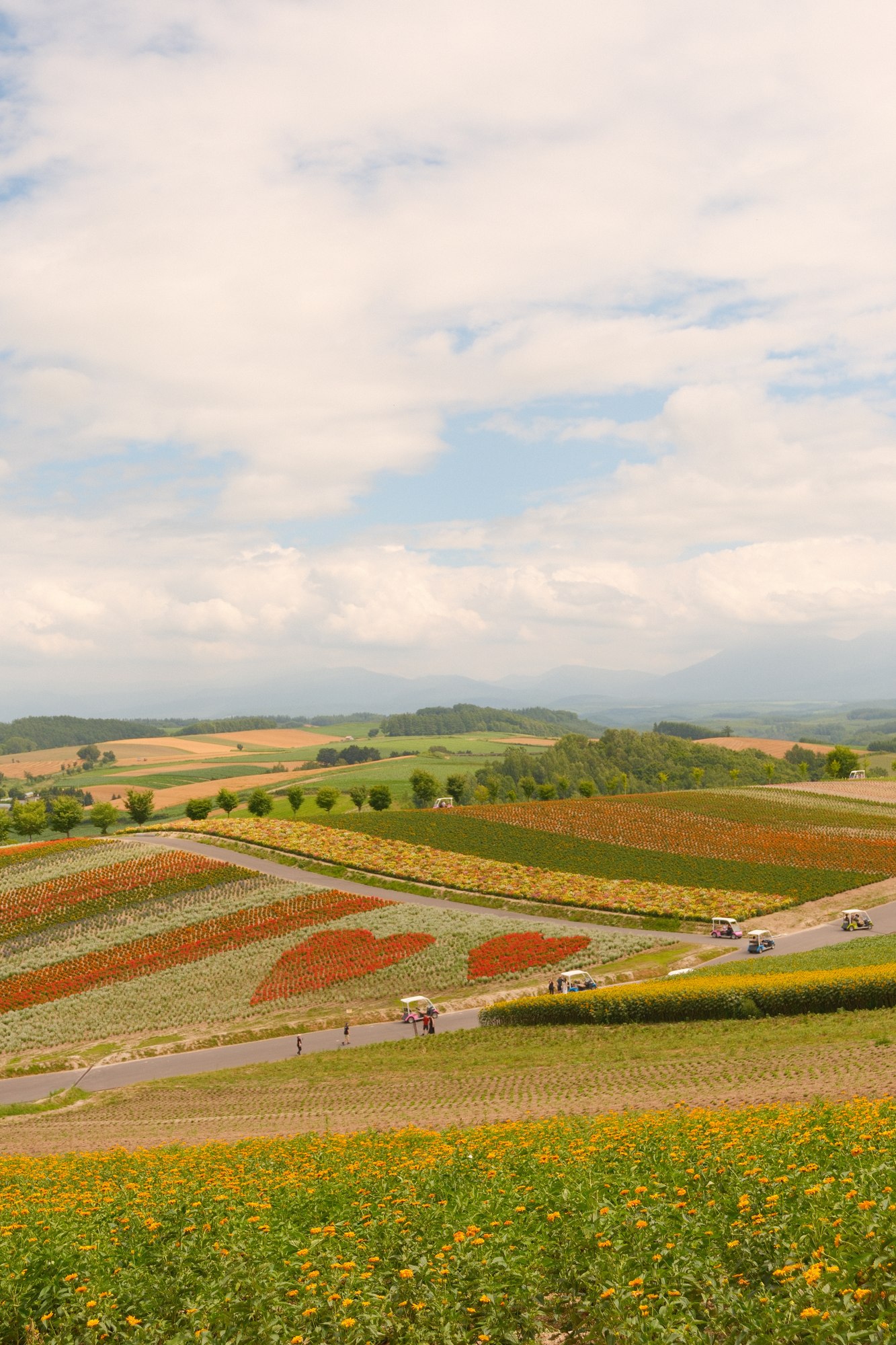Rolling flower fields beneath an open sky