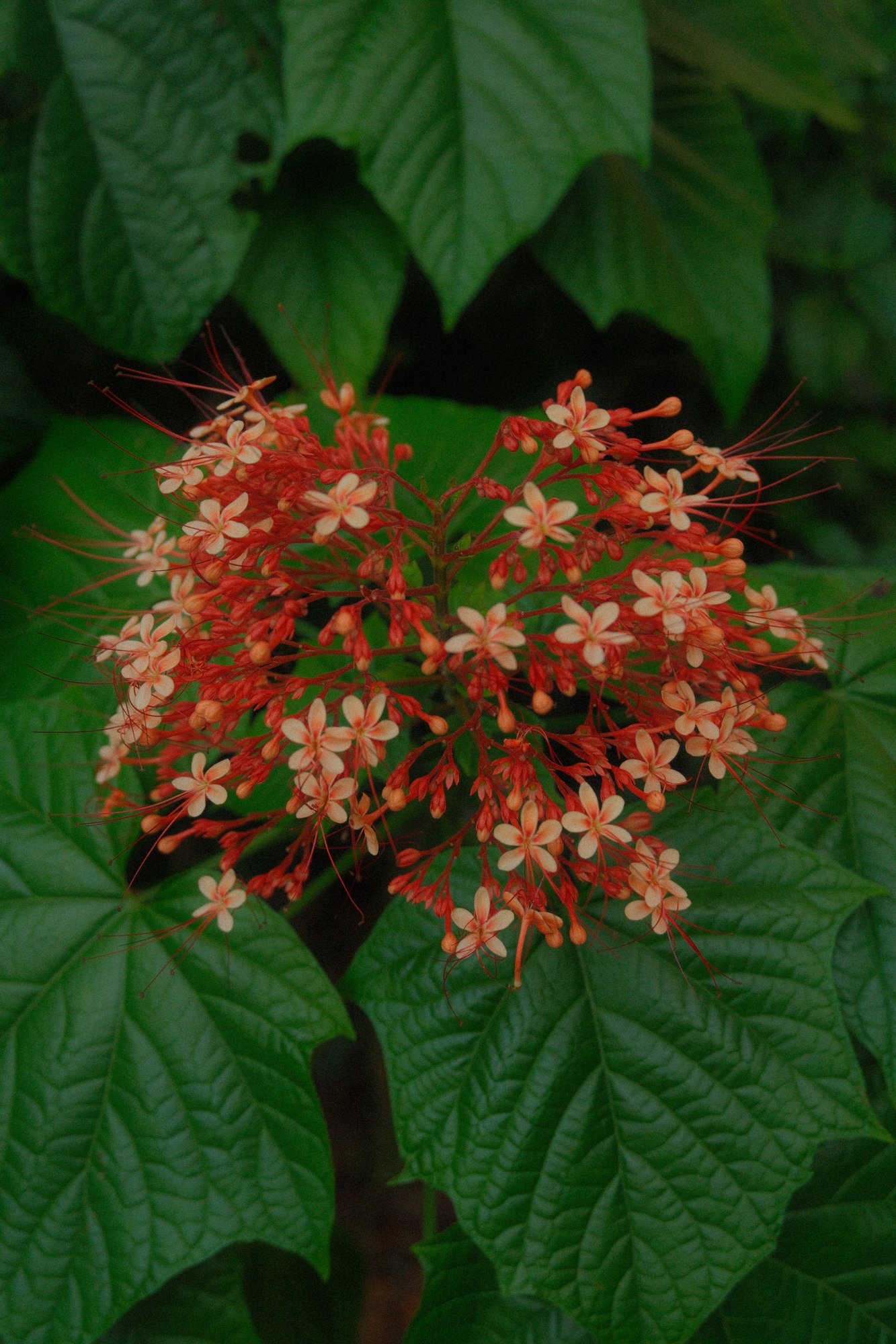 Red flowers surrounded by green leaves